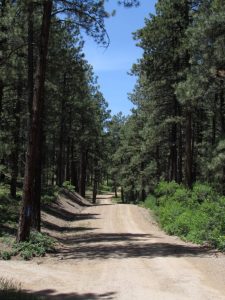 Ponderosa pine and Gambel oak forest